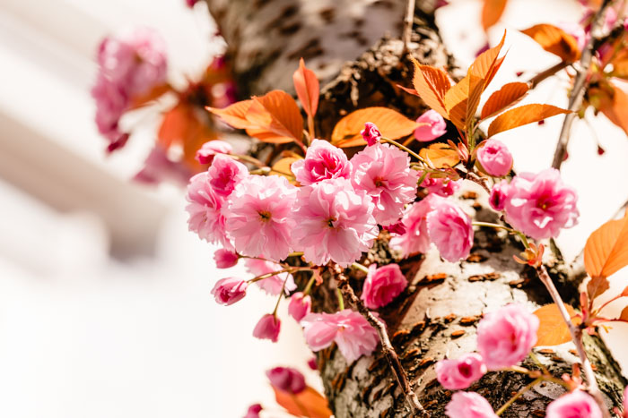 Die Blüte der japanischen Zierkirsche