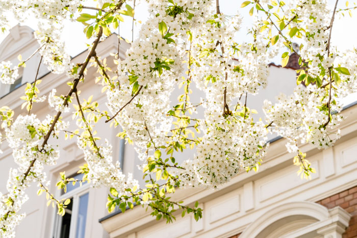 Weiße Blüten Weiße Blüten