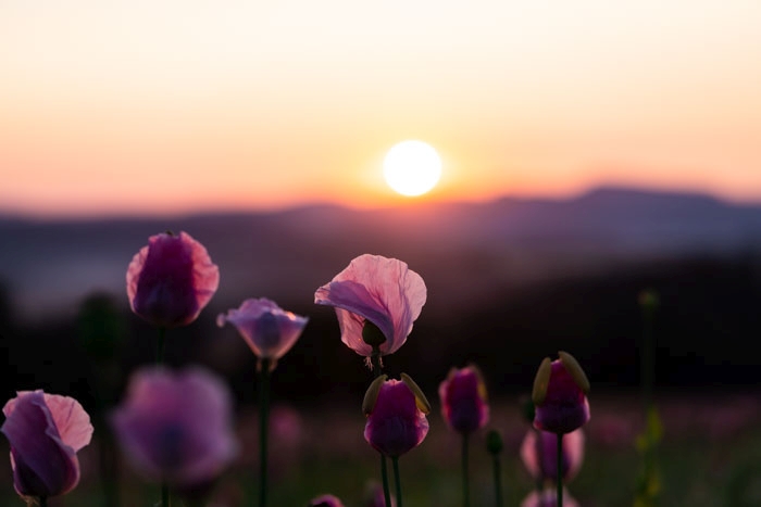 Mohnblüte beim Aufwachen