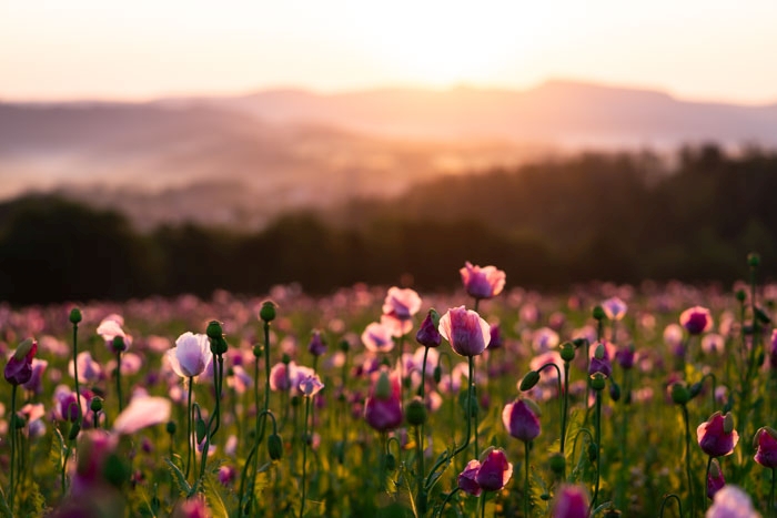 Mohnblüte an Sonnenschein