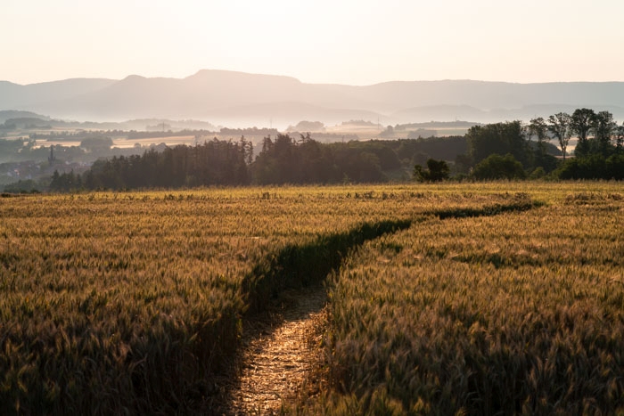 Der Weg durch die Triticale