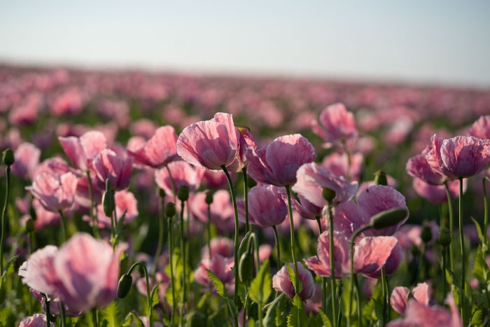 Blüte an Blüte an Blüte: die Mohnfelder in Germerode