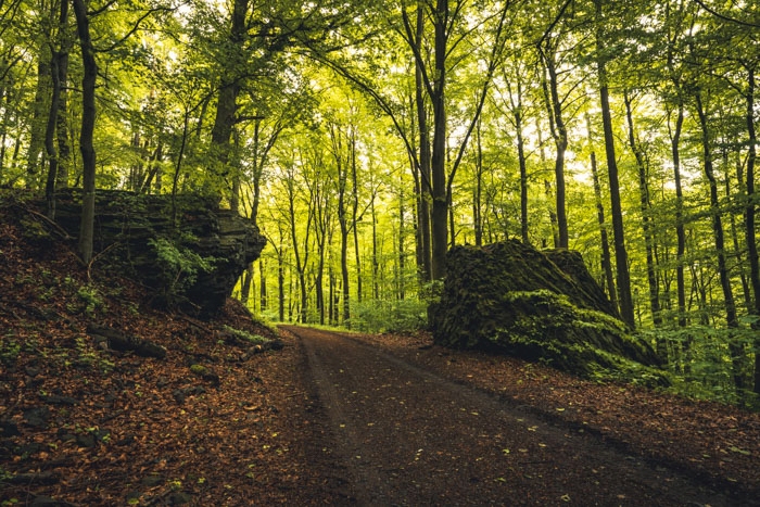 Durch die Porta Lapidaria im Habichtswald