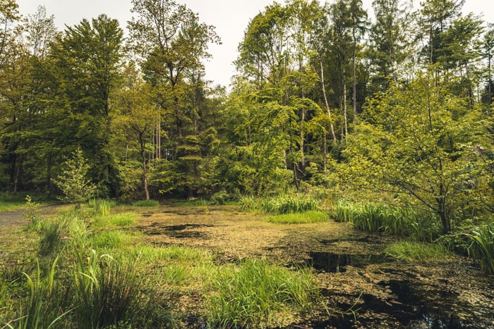 Einer der sieben Teiche im Habichtswald