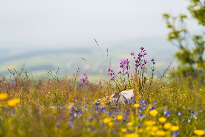 Wiesenblumen