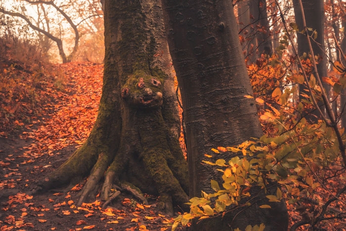 Kein Wald sollte ohne Troll sein