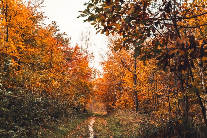 Waldweg mitten durch den Herbst