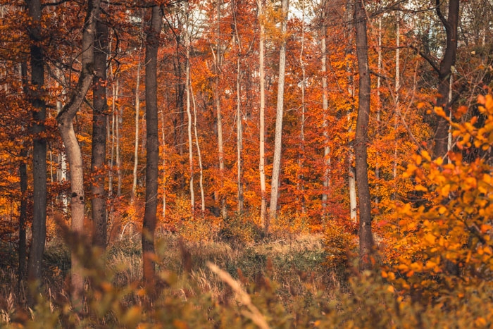 Herbstwald