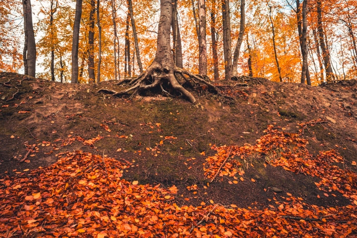 Kein Wald sollte ohne Troll sein