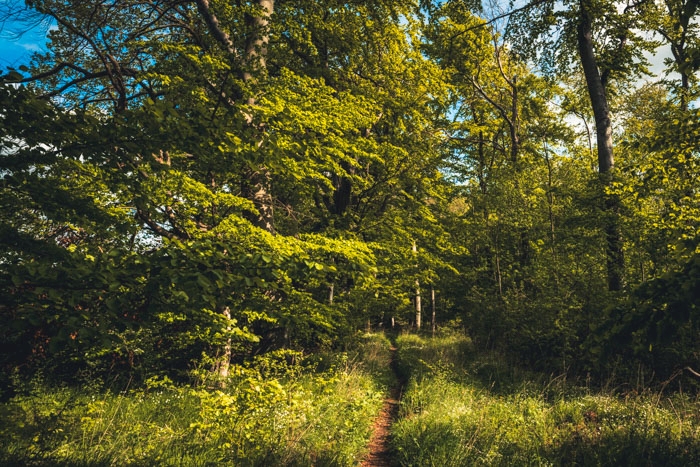 Auf dem Weg zum Hohlestein