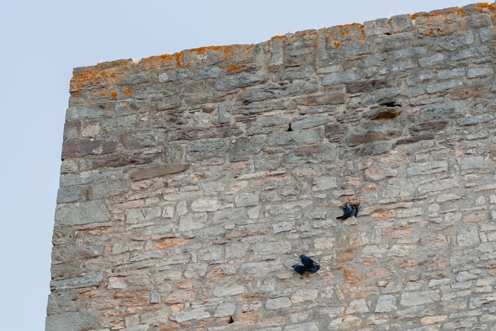Die Vogelwelt am Turm der Kugelsburg