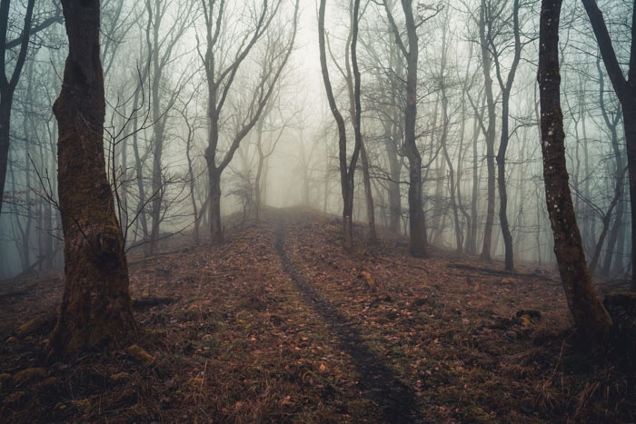 Der Weg durch den Wald an einem düsteren Tag Der Weg durch den Wald an einem düsteren Tag