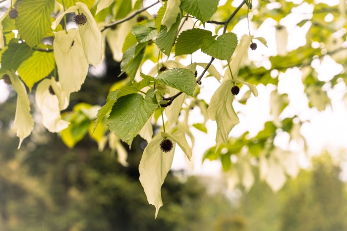 Reich mit Taschentüchern behängt - der Taschentuchbaum