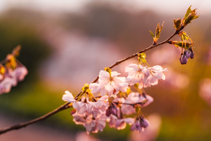 Blüte der japanischen Zierkirsche