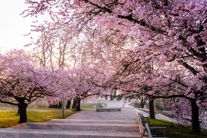 Gustav-Mahler-Treppe in Kassel im Frühling