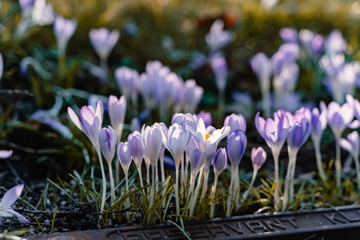 Violette Krokusse Violette Krokusse