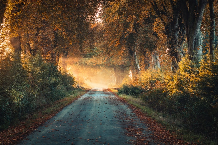 Herbstliche Eichenallee in der Nähe von Beberbeck bei Hofgeismar