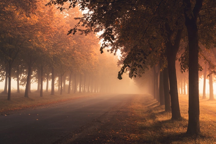 Ein nebeliger Herbstmorgen an der Lindenallee