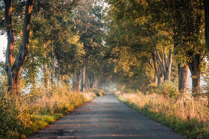 Ahornallee im Reinhardswald im Morgenlicht