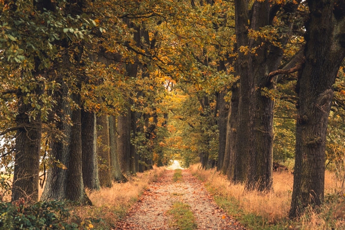 Die 53 Eichen in der Nähe von Rothwesten sind ein Naturdenkmal