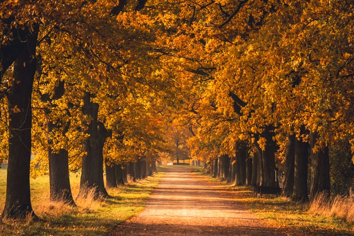 ine Allee aus alten Eichen im Tierpark Sababurg