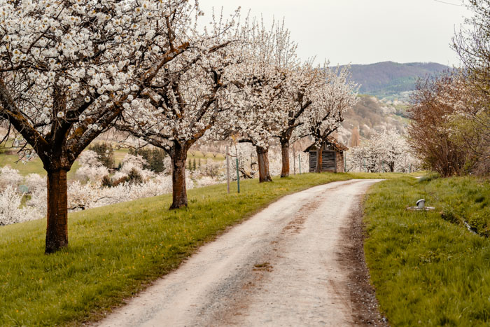 Vorbei an blühenden Bäumen auf dem Kirschwanderweg