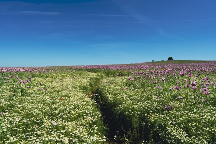 Ein Meer aus duftigen Kamillenblumen