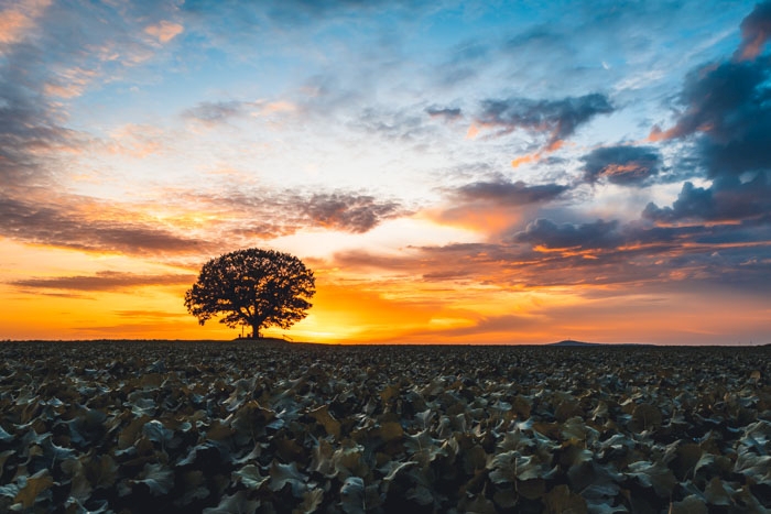 Dramatischer Sonnenuntergang an der Friedenseiche