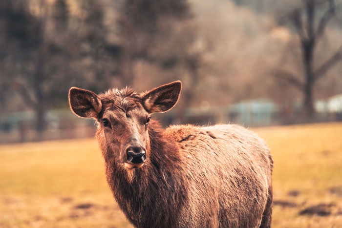 Maralhirschkuh im Tierpark Sababurg im Reinhardswald