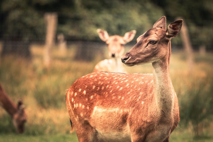 Rotwild im Tierpark Sababurg im Reinhardswald