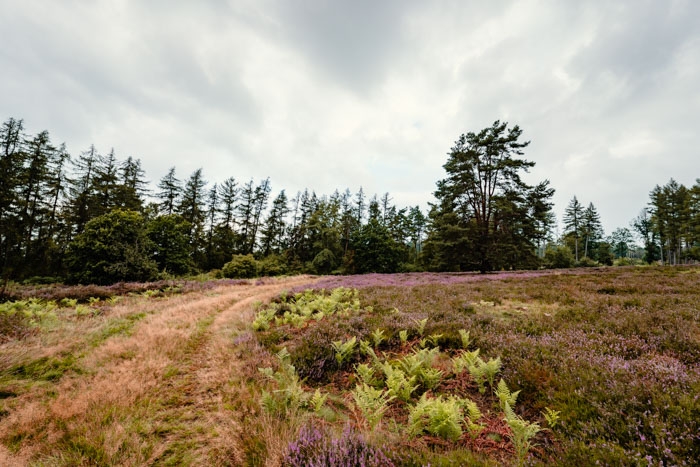 Naturschutzgebiet Termenei im Reinhardswald