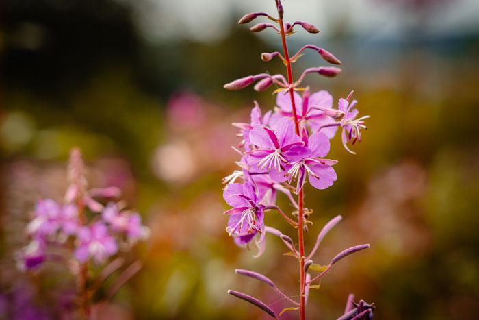 Violette Blüten soweit das Auge reicht