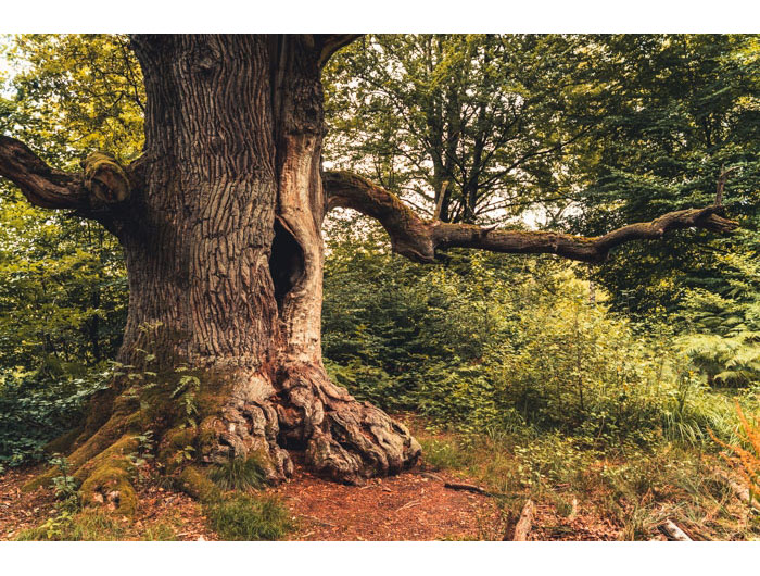 /images/reinhardswald-urwald-05.jpg