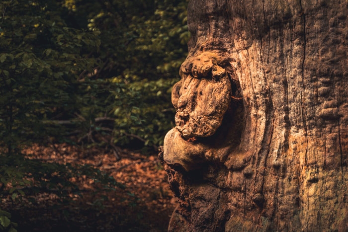 Abgestorbener Eichenstamm im Urwald Sababurg