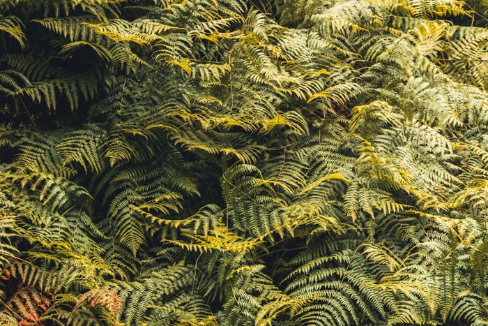 Adlerfarn im Urwald Sababurg