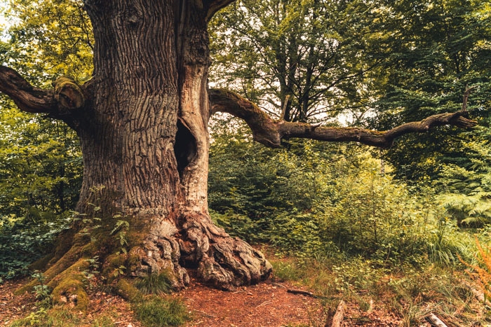 Die alte Kamineiche im Urwald Sababurg