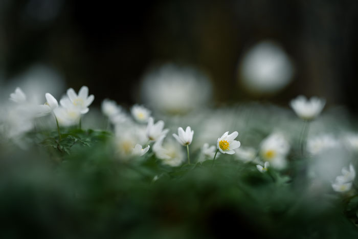 Die ersten Frühlingsgrüße