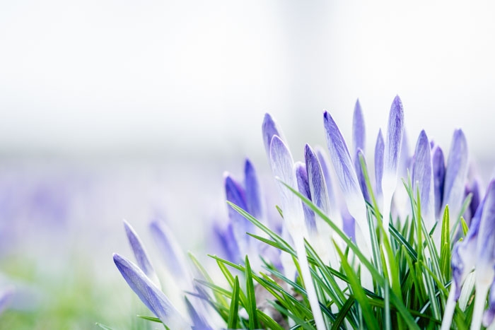 Krokusse im Morgenlicht