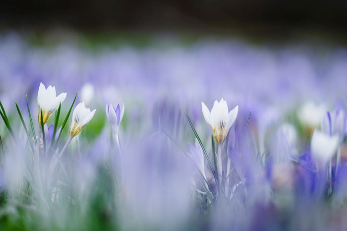 Ein Meer voller Krokusse