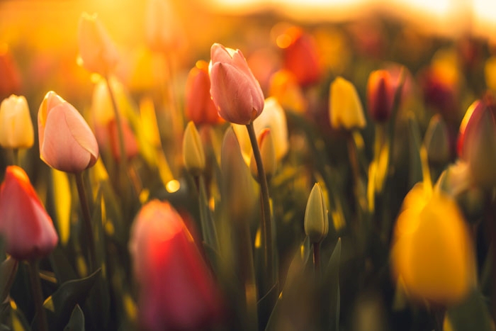 Tulpen im Abendlicht