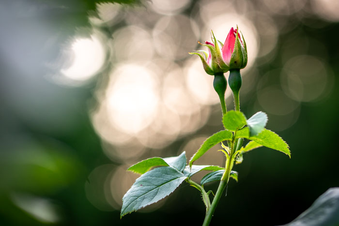 Knospende Rosen auf der Roseninsel im Bergpark Wilhelmshöhe in Kassel