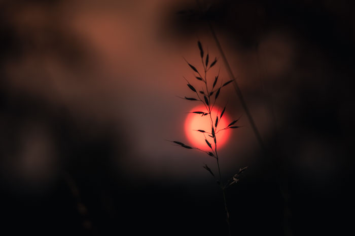 Ein Grashalm im Gegenlicht der Abendsonne