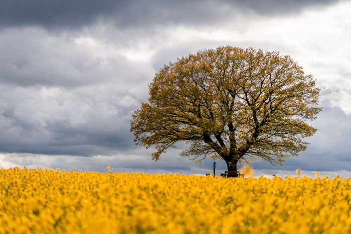 Die Friedenseiche bei Hombressen im Frühling