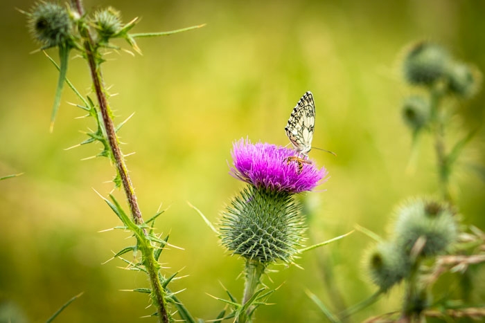 Schmetterling an Distelblüte